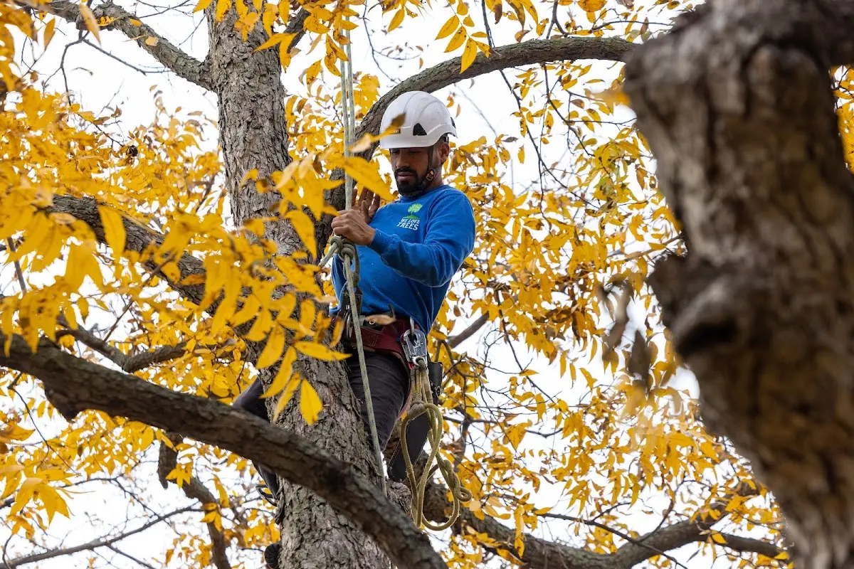 Skilled Tree Trimming crew working in Trenton